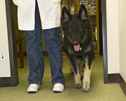 Miracle-Angel's Eternal Light CGN, CGC